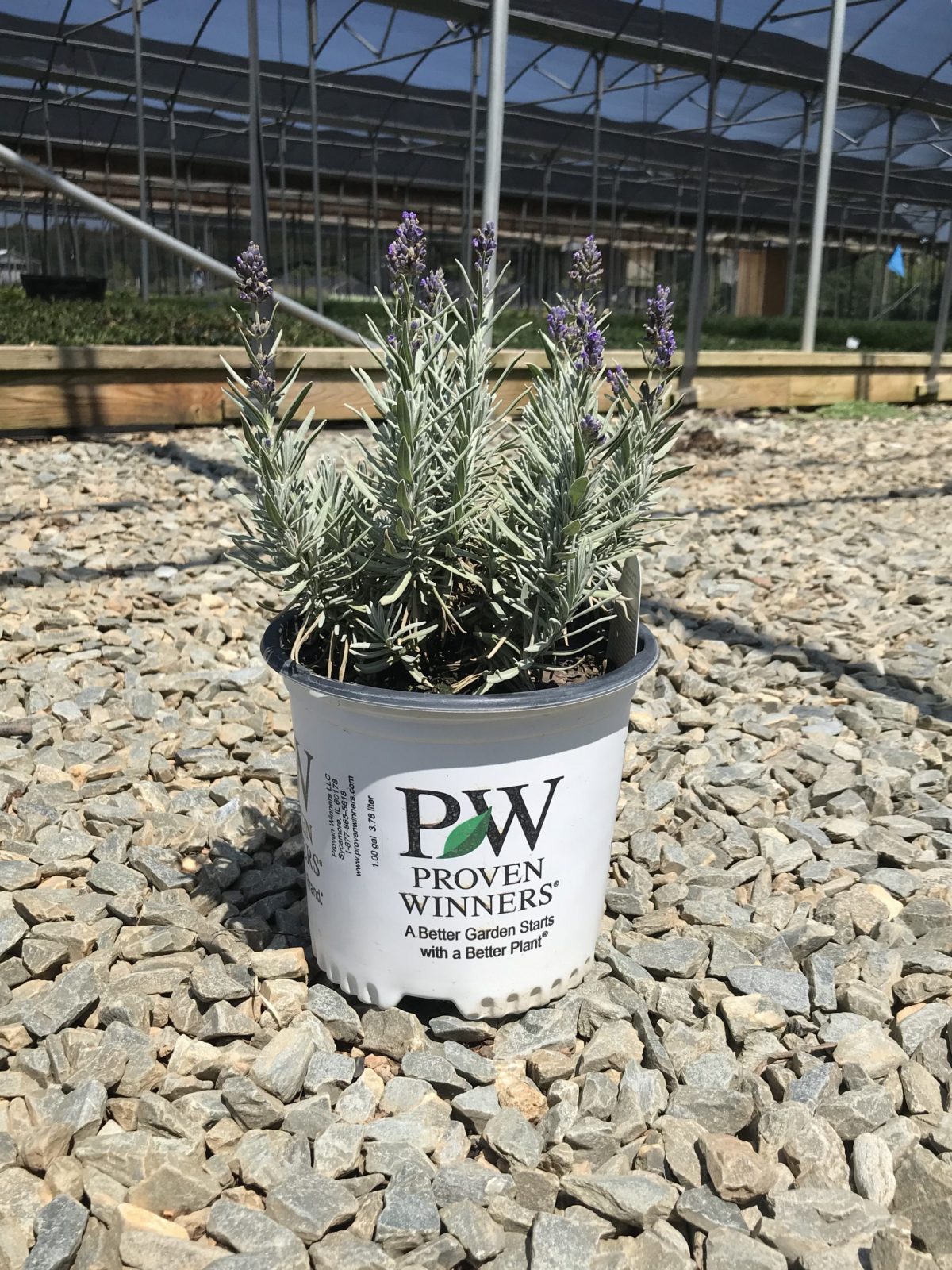 Sweet Romance English Lavender 1G (Lavendula angustifolia 'Kerlavangem' PP23001)