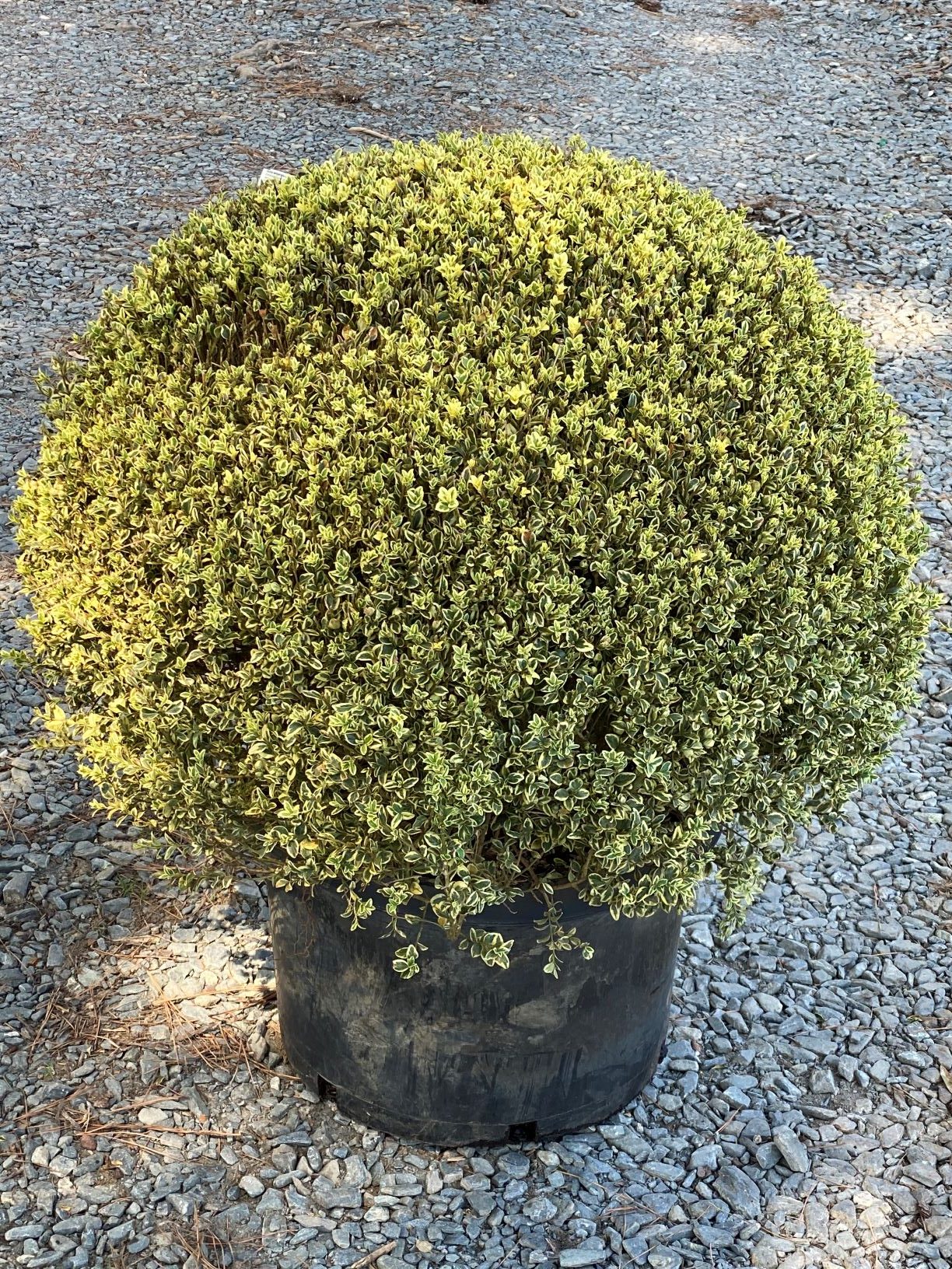 Boxwood Variegated (Buxus sempervirens 'Variegata')