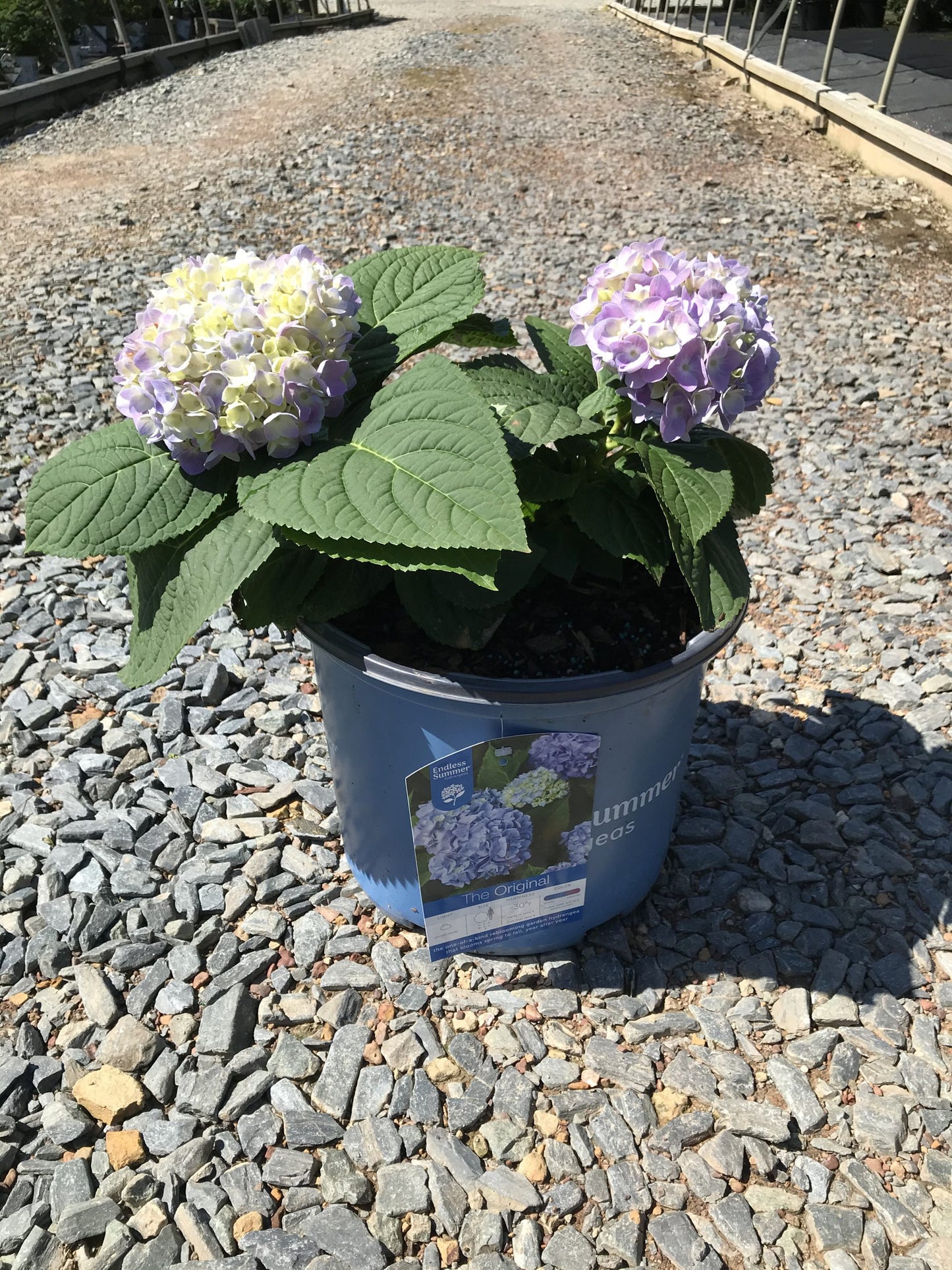 Endless Summer® The Original Hydrangea 3g