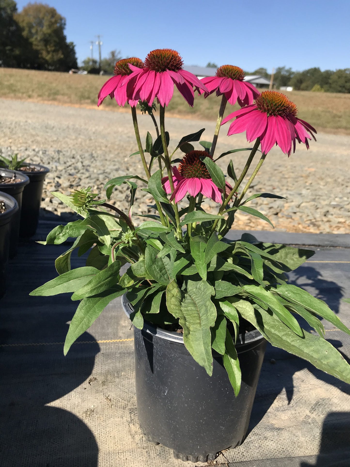 Coneflower PowWow Wildberry 1g (Echinacea purpurea 'PowWow Wildberry')