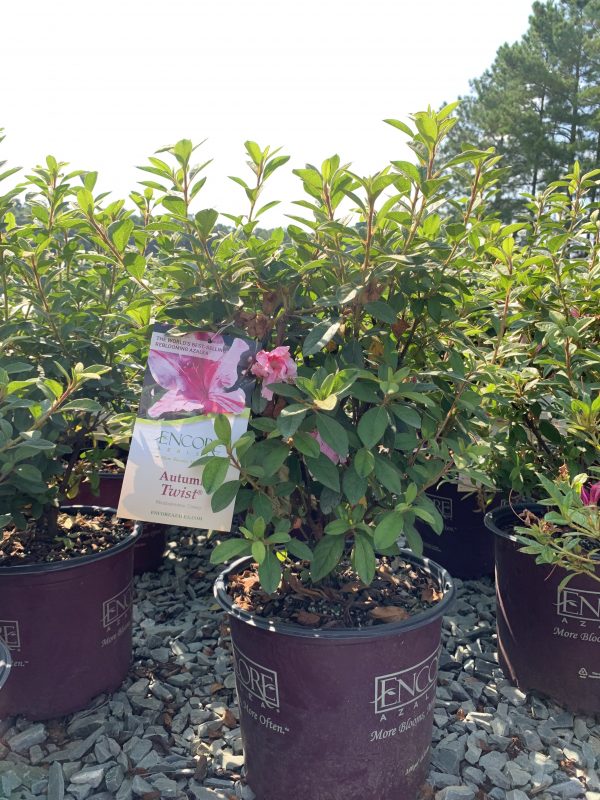 Encore® Azalea – Autumn Twist™ 3g (Rhododendron 'Conlep' PP12133)