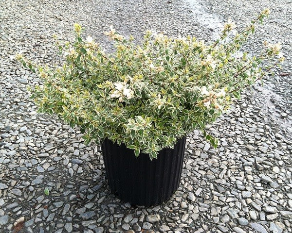 Abelia Radiance 3g (Abelia x grandiflora 'Radiance' PP#21,929)