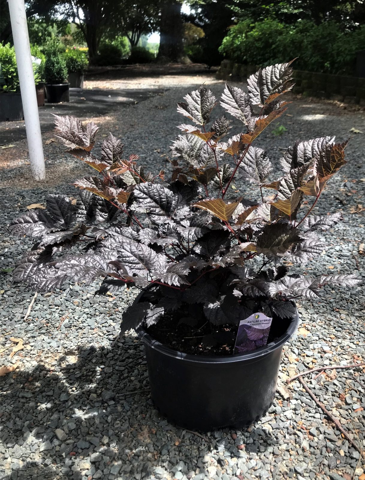 Astilbe Chocolate Shogun 2G (Astilbe x arendsii 'Chocolate Shogun' PP26430)
