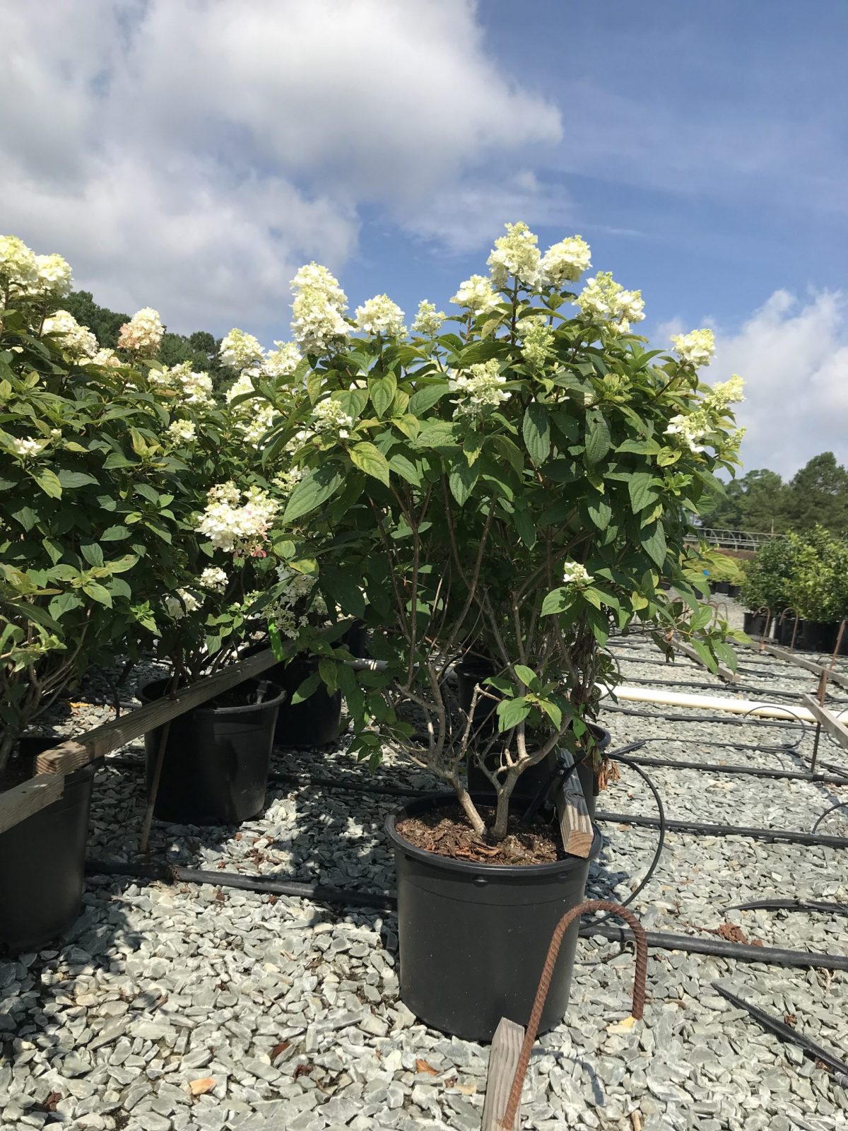 Fire Light ® Hydrangea 3g