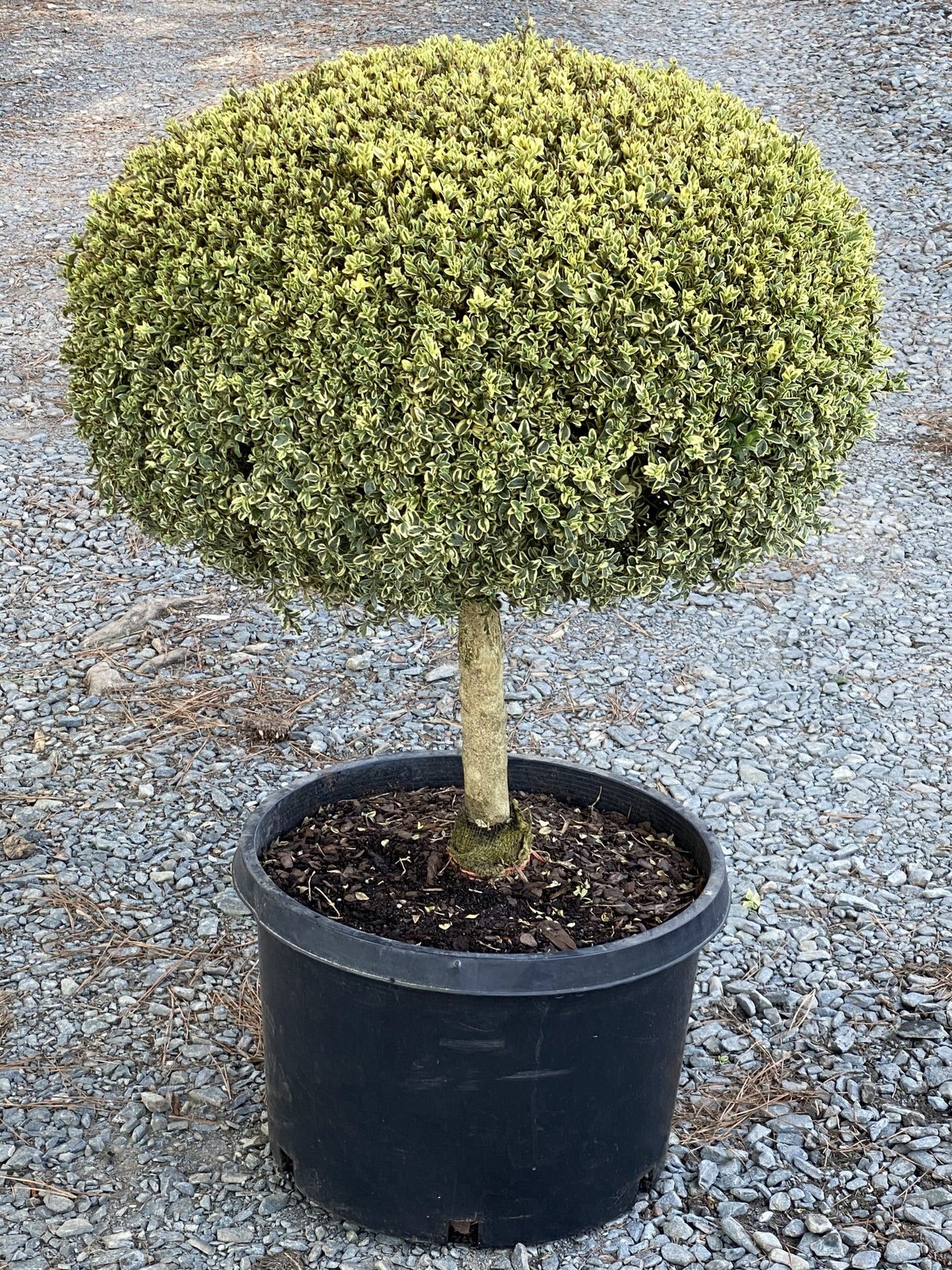 Boxwood Variegated (Buxus sempervirens 'Variegata')