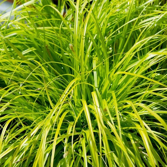Sedge Everillo 1g (Carex oshimensis 'Everillo')