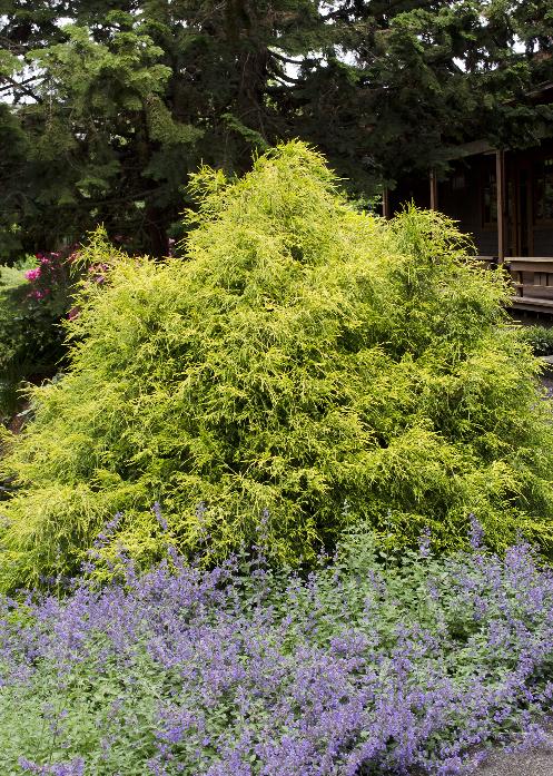Chamaecyparis pisifera 'Gold Mop' Gold Mop Falsecypress 3 Gallon