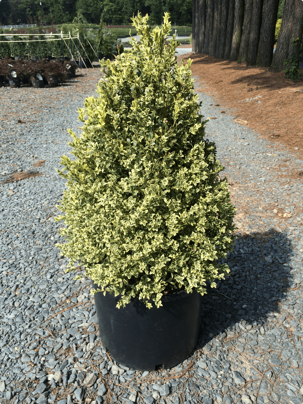 Boxwood Variegated (Buxus sempervirens 'Variegata')