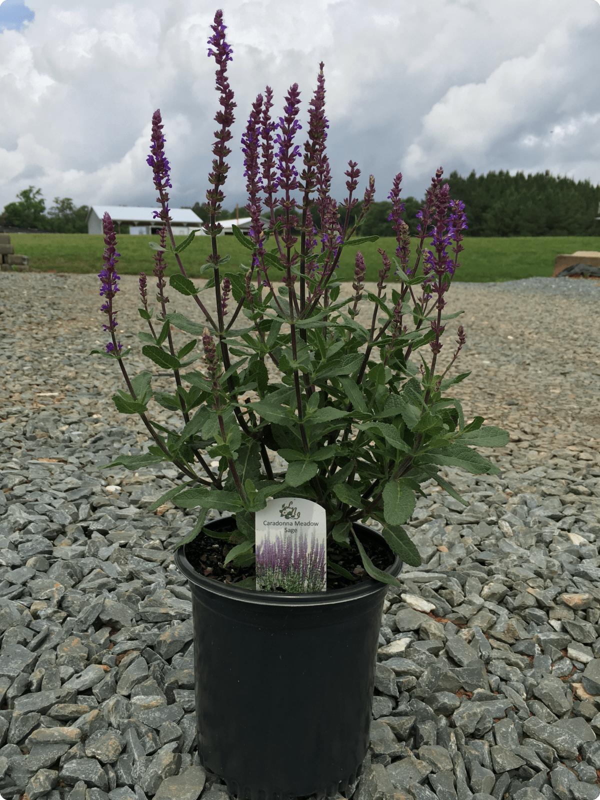 Salvia Caradonna 1g (Salvia nemorosa 'Caradonna')