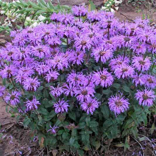 Monarda 'Blue Moon' PP29549 Sugar Buzz® Blue Moon Bee Balm 1g