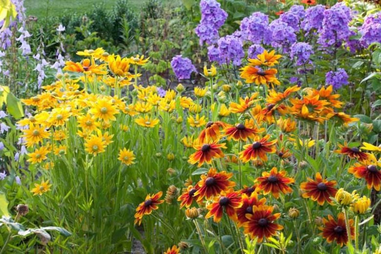 Rudbeckia hirta 'Prarie Sun' Prairie Sun Black-Eyed Susan 1g
