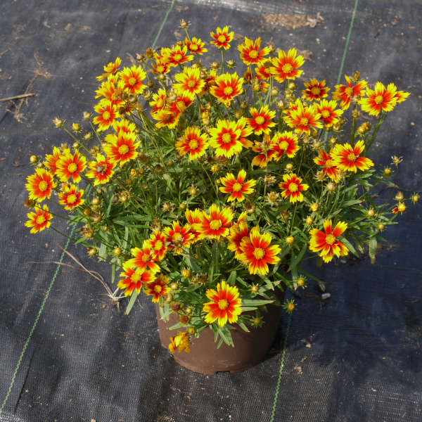 Coreopsis hybrid PP27138 Li'l Bang™ Daybreak Tickseed 1g