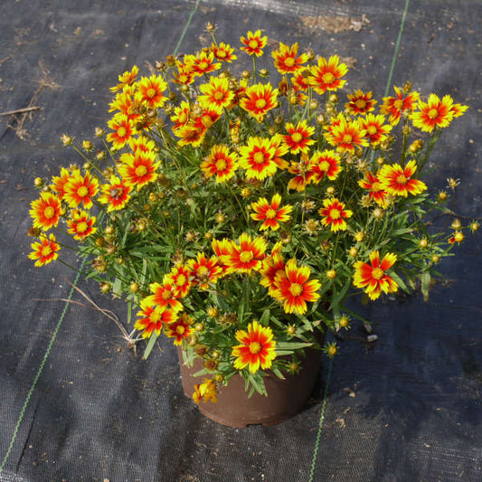 Coreopsis hybrid PP27138 Li'l Bang™ Daybreak Tickseed 1g