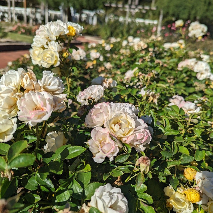 Rosa 'Novarospop' PP24773 Popcorn Drift® Rose 3g
