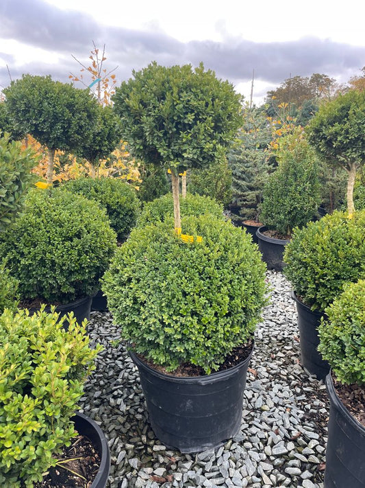 Buxus x 'Green Mountain' - 2 BALL Green Mountain Boxwood