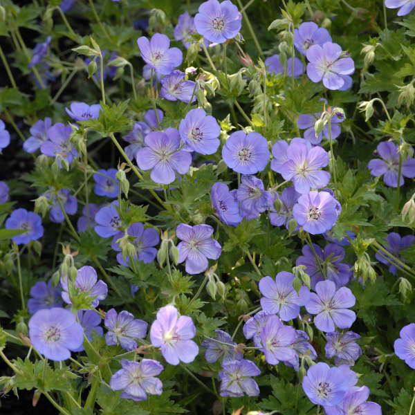 Geranium 'Rozanne' Rozanne Cranesbill 1g
