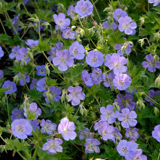 Geranium 'Rozanne' Rozanne Cranesbill 1g