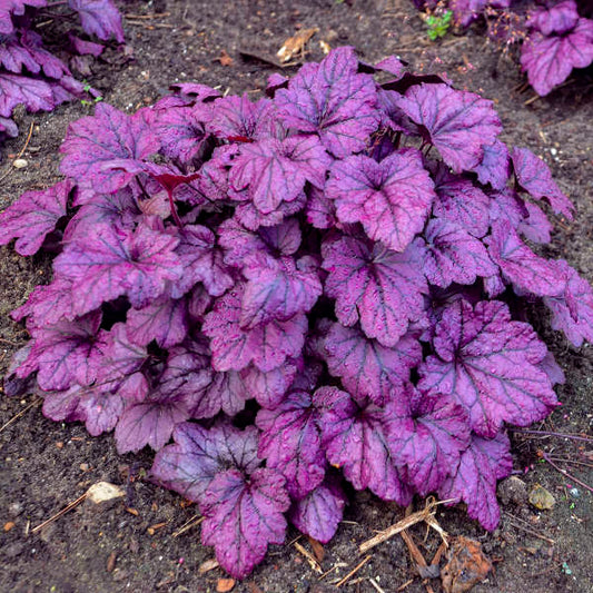 Heuchera 'Electric Plum' PP29924 Electric Plum Coral Bells 1g