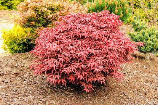Acer palmatum 'Rhode Island Red' Rhode Island Red Japanese Maple