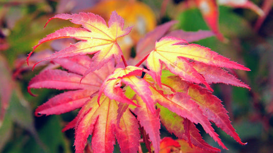 Acer palmatum 'Tsuma Gaki' Tsuma Gaki Japanese Maple 15g