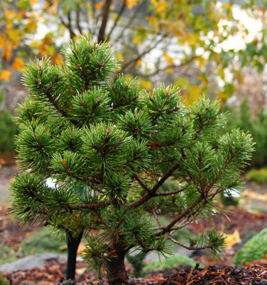 Pinus sylvestris Scotch Pine Scotch Pine Sculptured