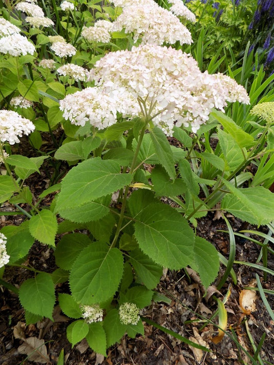 Hydrangea arborescens 'NCHA5' PP30,296' Invincibelle Wee White® Hydrangea 3 Gallon