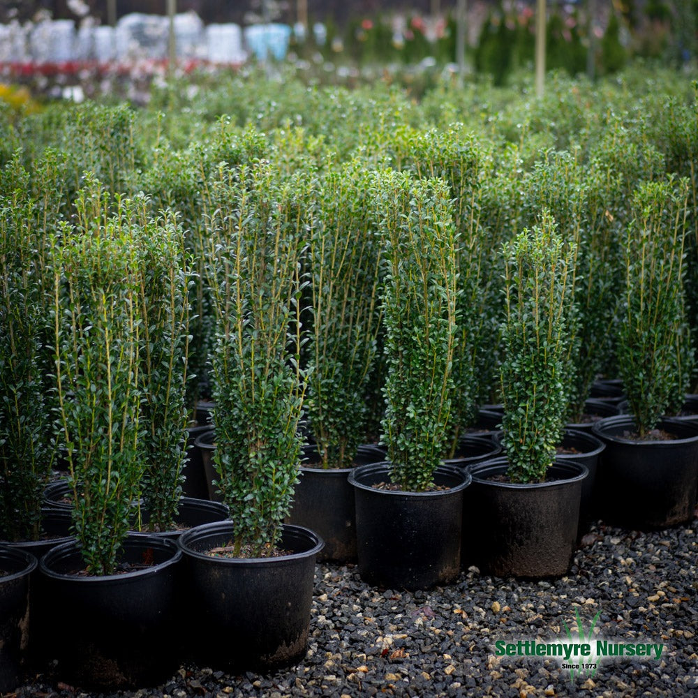Ilex crenata 'Sky Pencil' Sky Pencil Japanese Holly