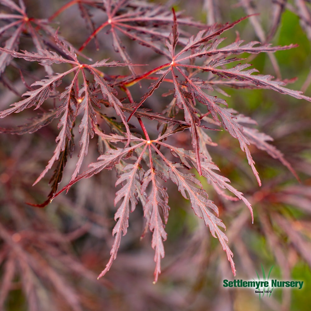 Acer palm. var. dissectum 'Tamukeyama' Tamukeyama Laceleaf Japanese Maple 15g