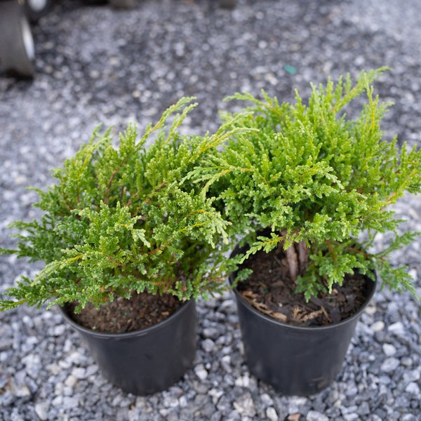 Juniperus chinensis 'Sargentii' Sargent's Juniper 3g