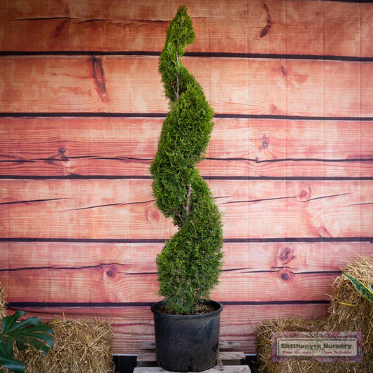 Thuja occidentalis 'Smaragd' Emerald Green Arborvitae SPIRAL 15g
