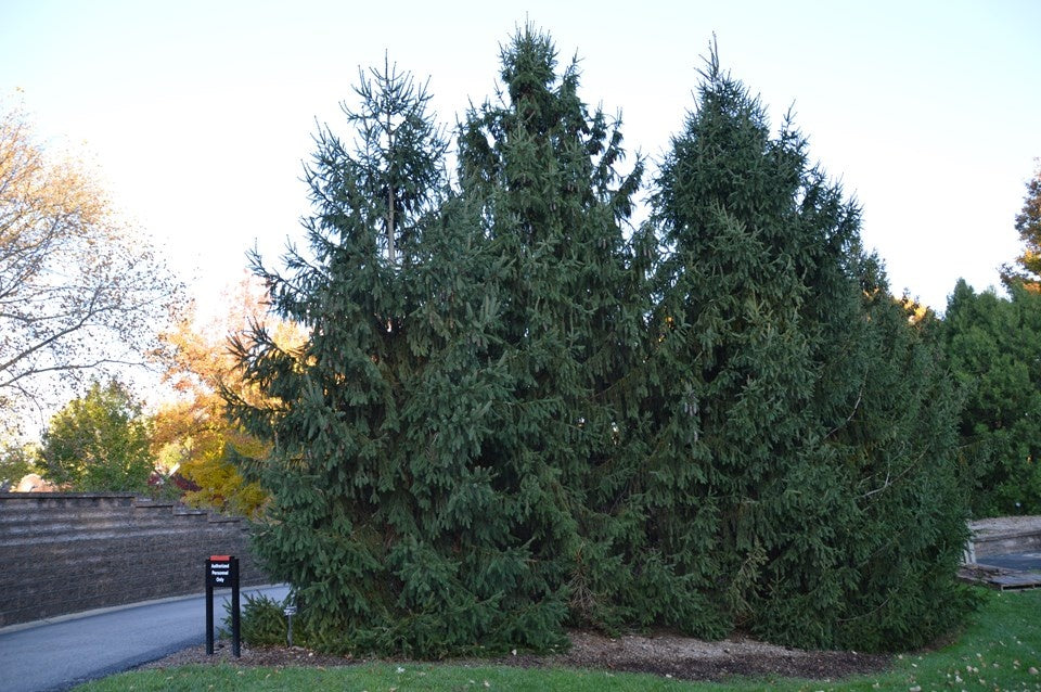 Picea abies Norway Spruce