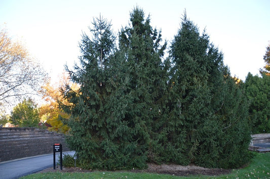 Picea abies Norway Spruce