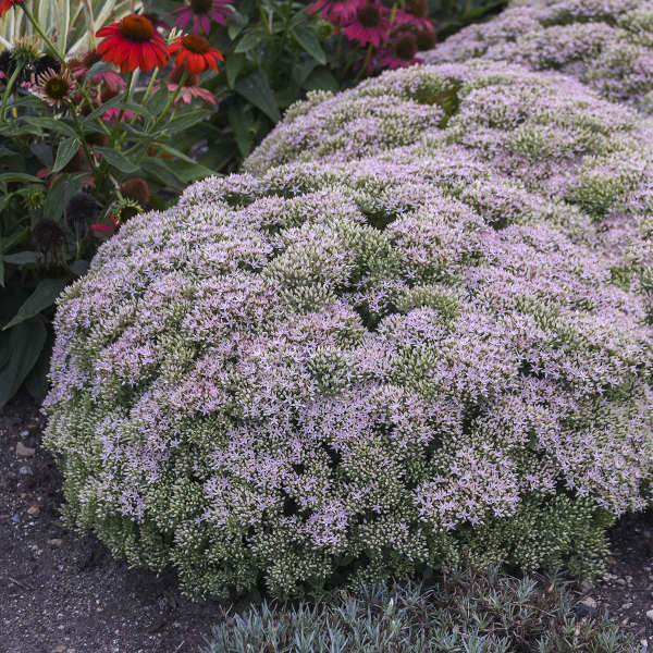 Sedum 'Pure Joy' Rock 'N Round® 'Pure Joy' Sedum 1g