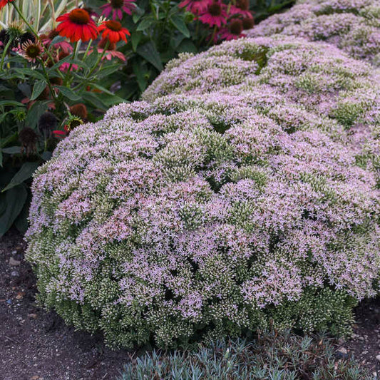 Sedum 'Pure Joy' Rock 'N Round® 'Pure Joy' Sedum 1g