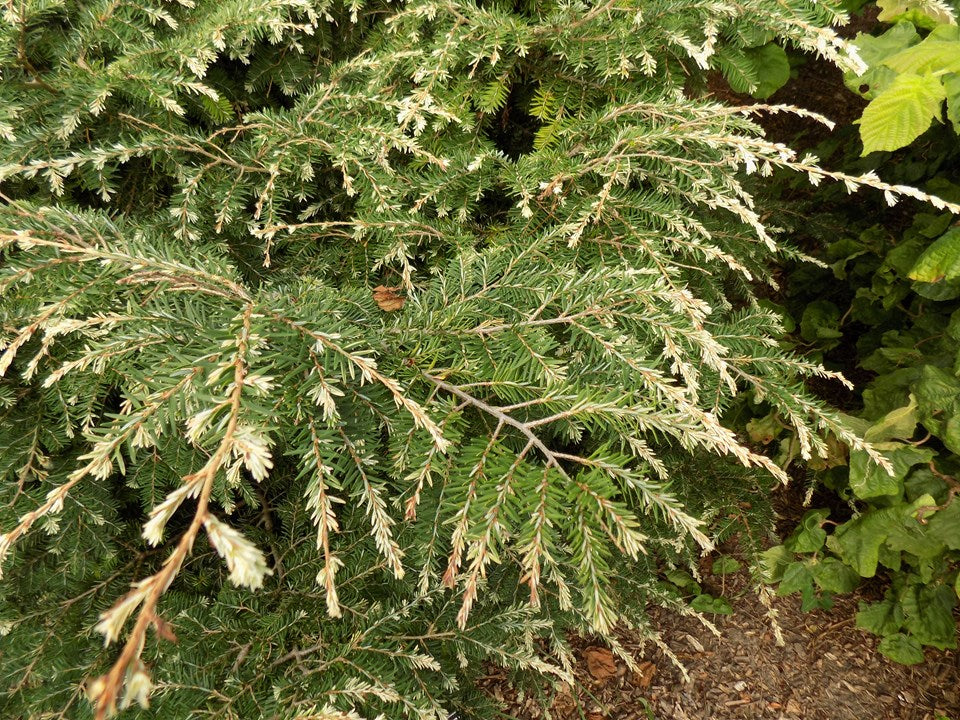 Tsuga canadensis 'Jeddeloh' White Candian Hemlock 3g