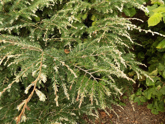 Tsuga canadensis 'Jeddeloh' White Candian Hemlock 3g