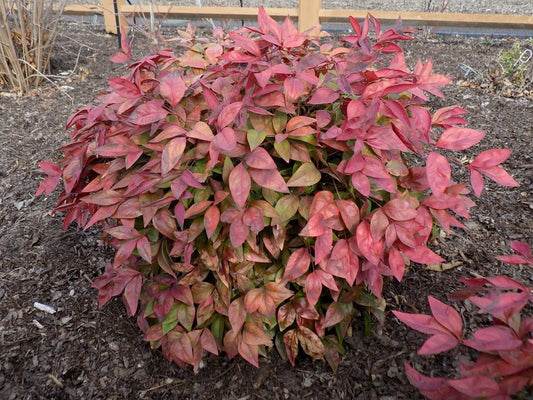 Nandina domestica 'AKA' PP19916 Blush Pink™ Nandina 3 Gallon