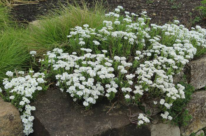 Iberis sempervirens White Evergreen Candytuft 5"