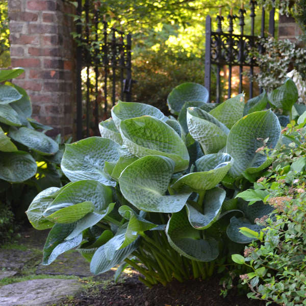 Hosta 'Abiqua Drinking Gourd' Abiqua Drinking Gourd Hosta 3g