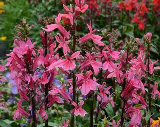 Lobelia x speciosa Starship™ Burgundy Cardinal Flower (Gallon)