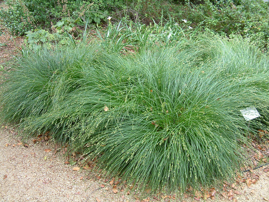 Carex divulsa Grassland Sedge 1g