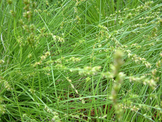 Carex divulsa 'Berkeley' Berkeley Sedge 1g