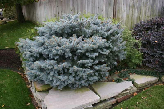 Picea pungens 'Glauca Globosa' Dwarf Colorado Blue Spruce - TREE FORM 5 Gallon STD