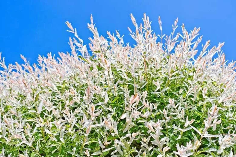 Salix integra 'Hakuro-Nishiki' Dappled Willow TREE FORM 10 Gallon STD
