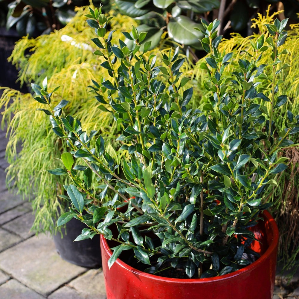 Ilex cornuta 'Needlepoint' Needlepoint Holly