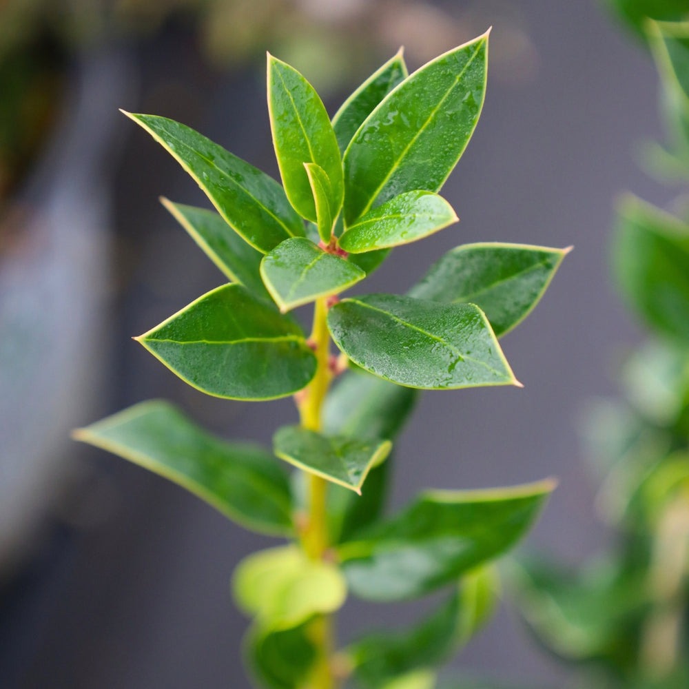 Ilex cornuta 'Needlepoint' Needlepoint Holly