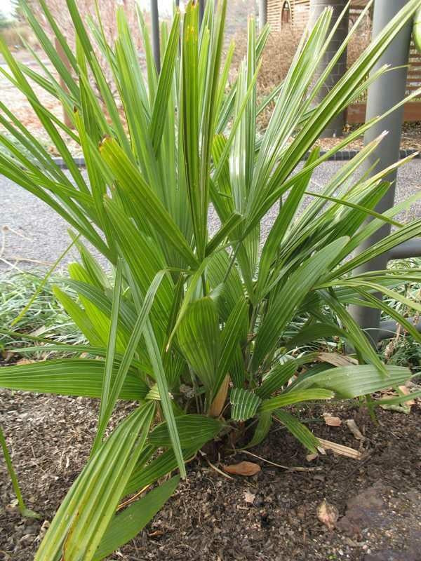 Trachycarpus fortunei Windmill Palm 7 Gallon