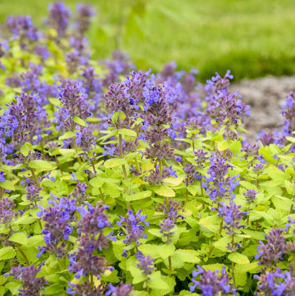 Nepeta 'Lemon Purrfection' PPAF Lemon Purrfection 1 Gallon
