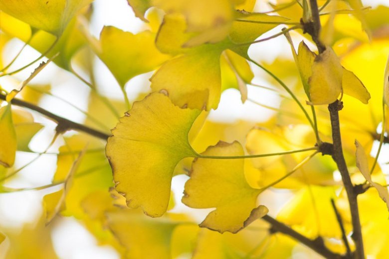 Ginkgo biloba 'Troll' Troll Maidenhair Tree TREE FORM 12" BOX
