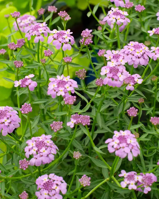 Iberis x 'Mermaid Lavender' Mermaid Lavender Evergreen Candytuft 1 Gallon